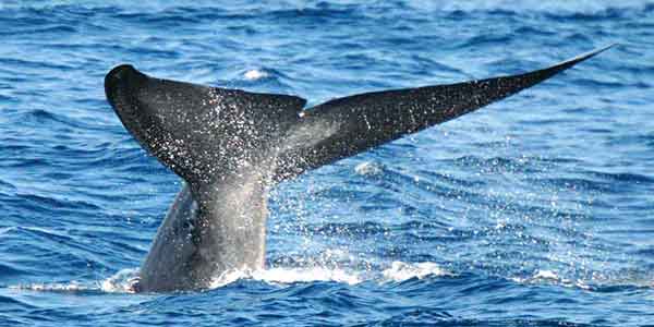 Blue Whales