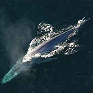 Blue Whales