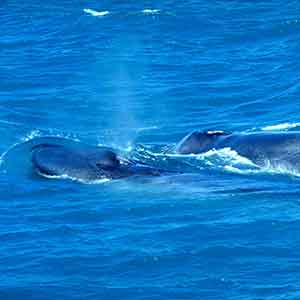 Blue Whales