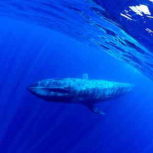 Blue Whales