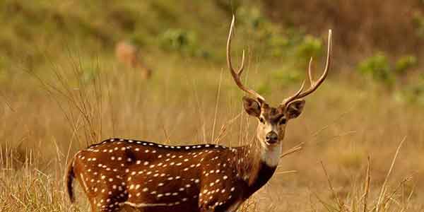 Chital