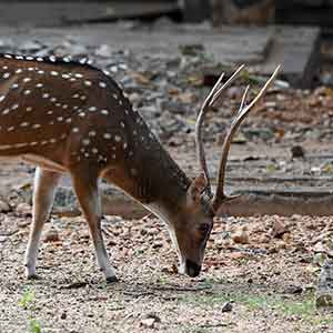 Chital