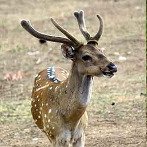 Chital