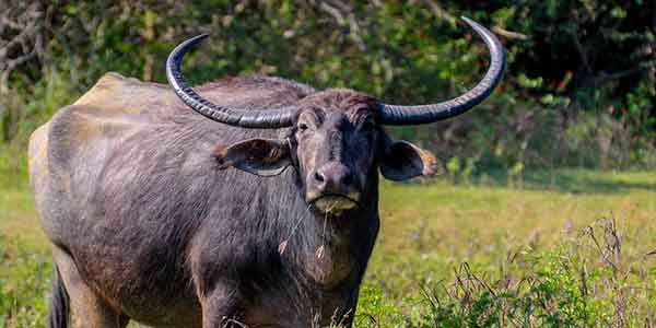 Domestic Water Buffalo