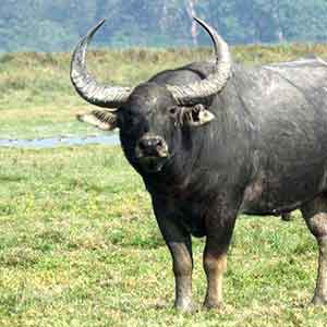 Domestic Water Buffalo