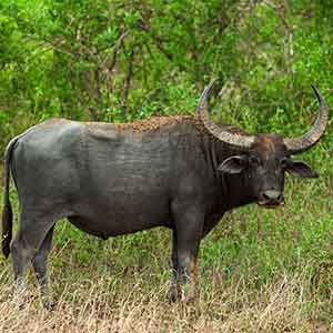 Domestic Water Buffalo