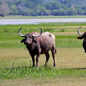 Domestic Water Buffalo