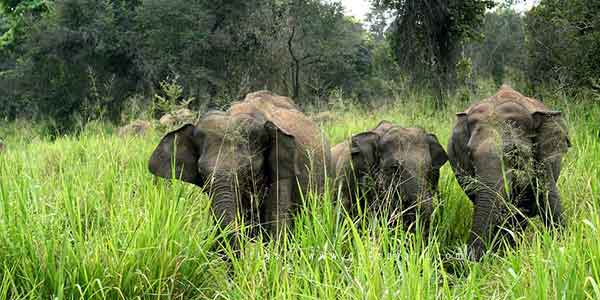 small elephant herd