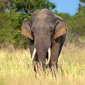 isolated thani elephant