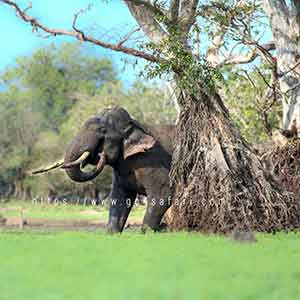 sri lankan elephant