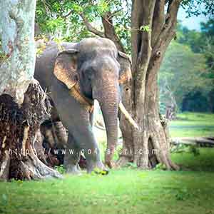 elephant wasgamuwa national park