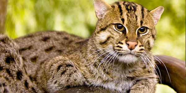 Fishing Cat