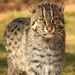 Fishing Cat