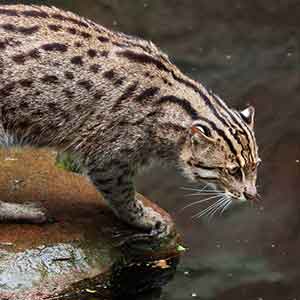 Fishing Cat