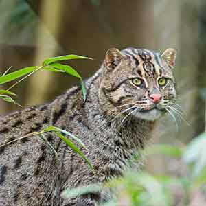 Fishing Cat