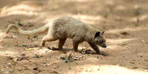 Golden Palm Civet