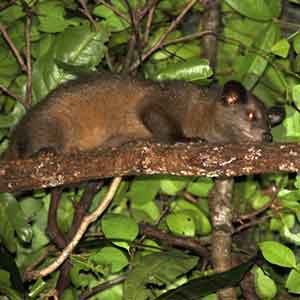 Golden Palm Civet