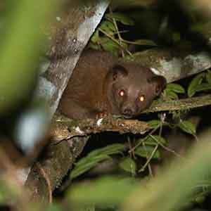 Golden Palm Civet