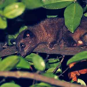 Golden Palm Civet