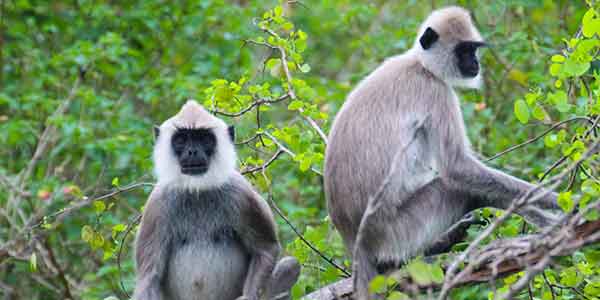 Gray Langur