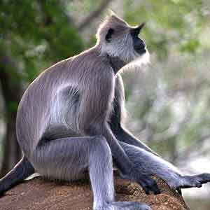 Gray Langur