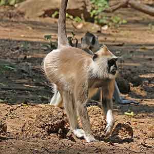 Gray Langur