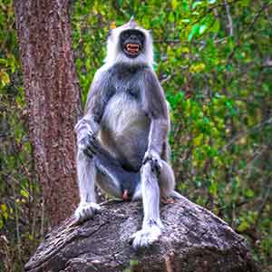 Gray Langur