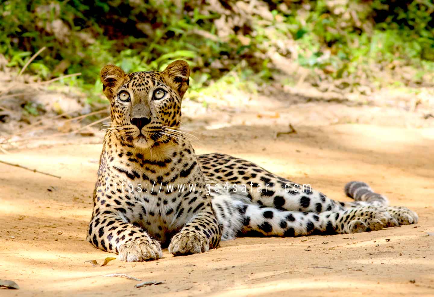 15 Safari Animals Found in Sri Lanka | The Star Animal List