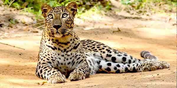 Sri Lankan Leopard relaxing