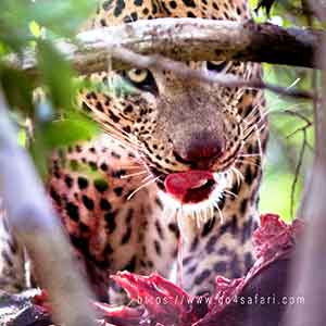 Sri Lankan Leopard eating it's kill