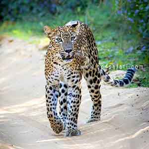 intimidating-leopard