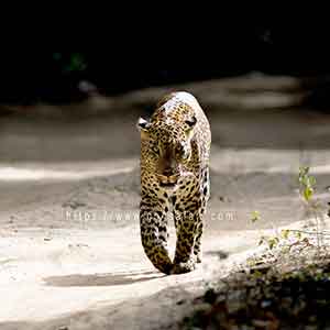 leopard roaming