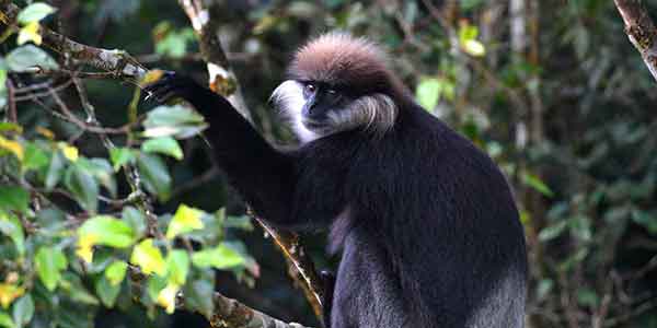 Purple Faced Langur