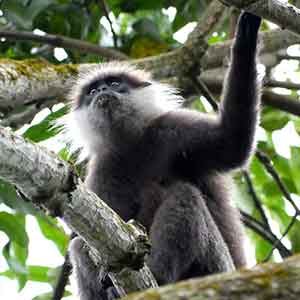 Purple Faced Langur