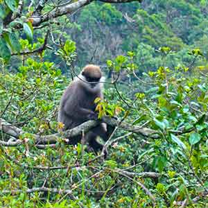 Purple Faced Langur