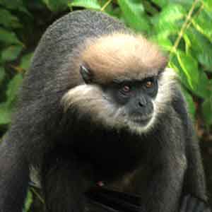 Purple Faced Langur