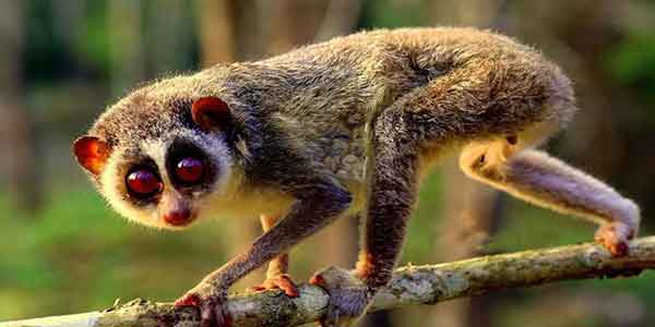 Sri Lanka Slender Lorises