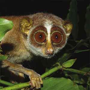 Sri Lanka Slender Lorises