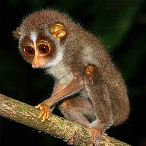 Sri Lanka Slender Lorises