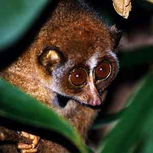 Sri Lanka Slender Lorises