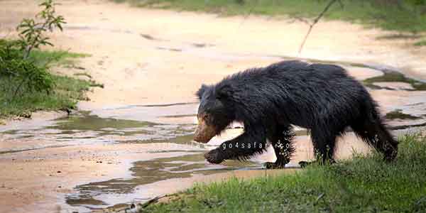 Sri Lanka Sloth Bear