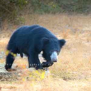 Sloth Bear