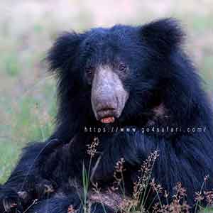 Sri Lankan Sloth Bear