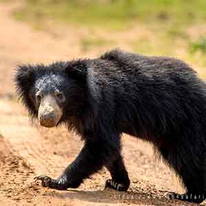 Sri Lankan Sloth Bear