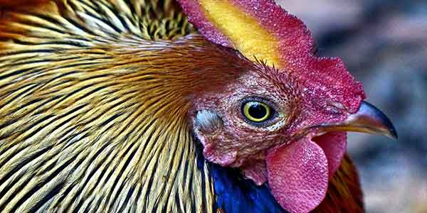 Sri Lankan Junglefowl