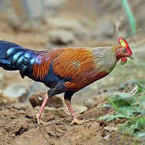 Sri Lankan Junglefowl