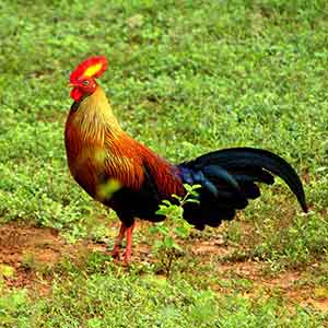 Sri Lankan Junglefowl