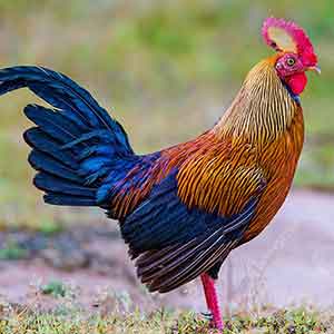 Sri Lankan Junglefowl