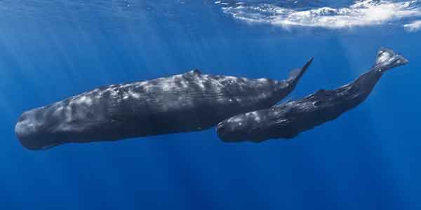 The Sperm Whale