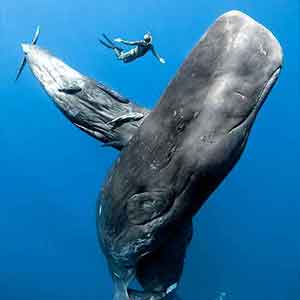 The Sperm Whale